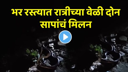 Shocking video two snake romance in jungle area video goes viral on social media Shocking video two snake romance in jungle area video goes viral on social media