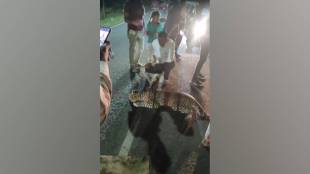 amravati leopard died after hit by truck