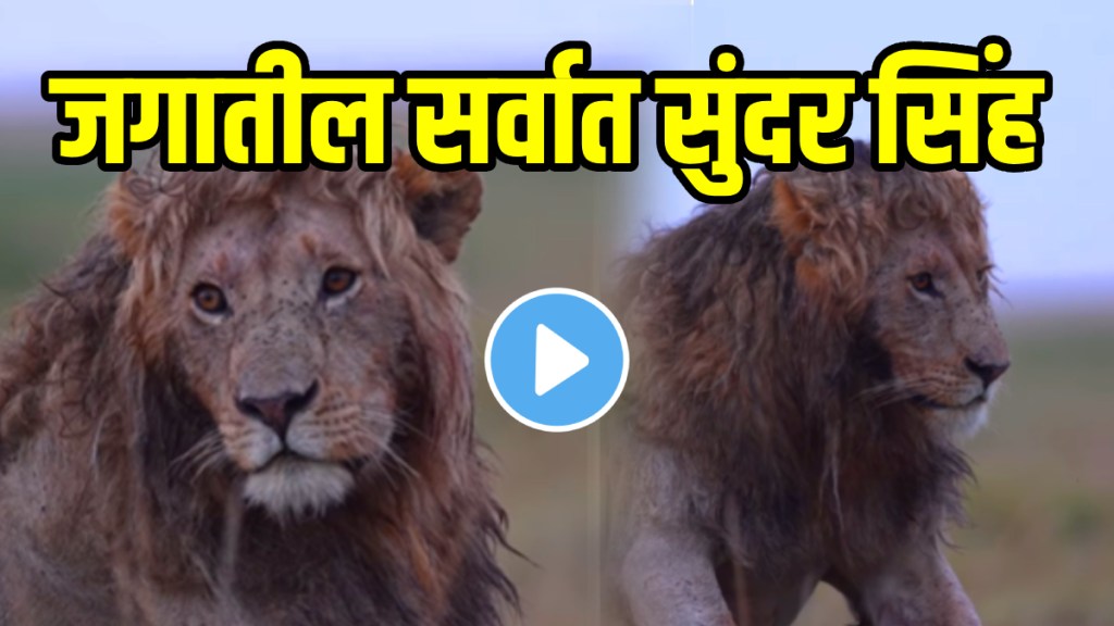 Curly Haired Lion From Kenyas Masai Mara Beautiful Video Goes Viral on social media Curly Haired Lion From Kenyas Masai Mara Beautiful Video Goes Viral on social media