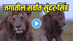 VIDEO: जगातील सर्वात सुंदर सिंह; कुरळ्या केसांमुळे अख्खं जग झालंय शॉक, सेलिब्रिटीही फिके पडतील असं सौंदर्य