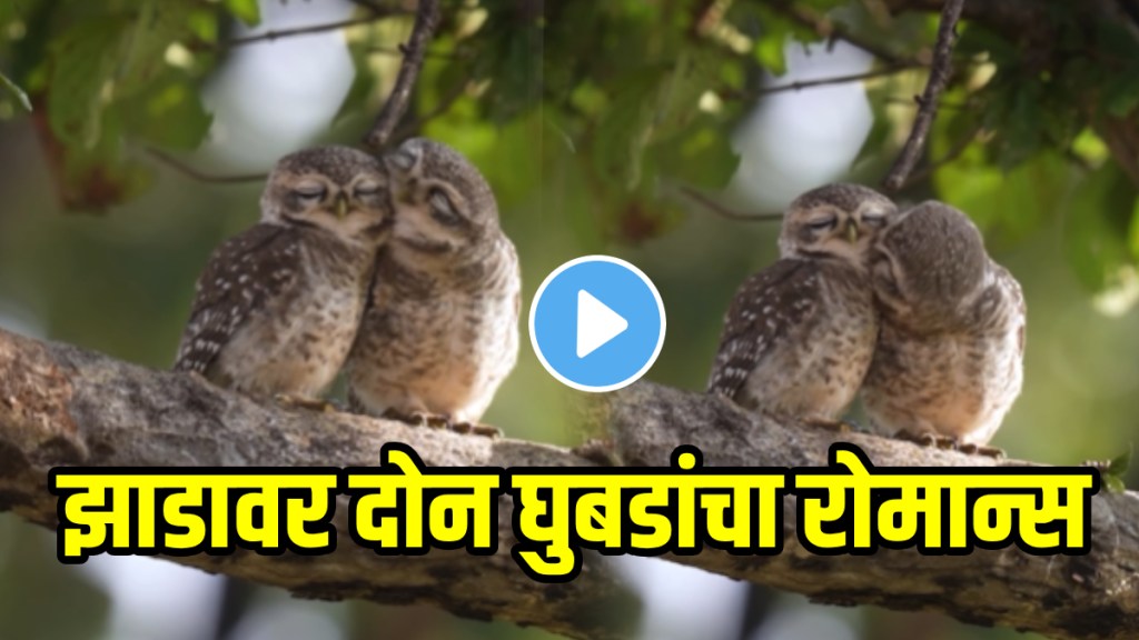 Two Owl Romancing On Tree Video Goes Viral On Social Media Viral on social Media