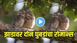 नुसतं प्रेम! झाडावर बसून दोन घुबडांचा सुरु होता रोमान्स; महिलेने कॅमेरात कैद केले अद्भुत दृश्य; १० करोड व्युजसह Video Viral