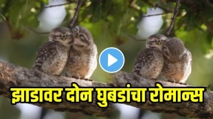 Two Owl Romancing On Tree Video Goes Viral On Social Media Viral on social Media