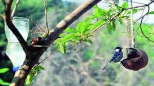 Rapid urbanization threatening wetlands