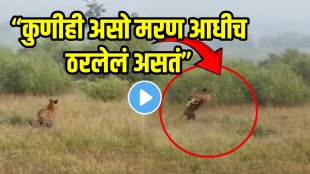 Shocking video Tiger Family Hunted The Deer In Just 1 Second Video Went Viral On Social Media Viral