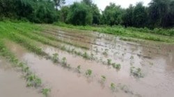 सोलापूर जिल्ह्यातील पूरग्रस्त ८२ गावांत आरोग्य,स्वच्छतेची मोहीम; स्वच्छतेसाठी जिल्हा परिषद यंत्रणा तत्पर : कार्यकारी अधिकारी जंगम