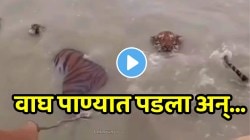 VIDEO: बोट उलटली अन् पाण्यात पडला वाघ…“याला वाचवू की स्वतःला” नावाड्याची झाली दमछाख; शेवटी काय घडलं? तुम्हीच पाहा