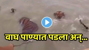 Funny video Lion Drowned In Water Man Scared What Happned Next Viral on social media