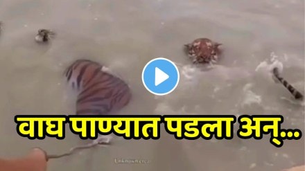 Funny video Lion Drowned In Water Man Scared What Happned Next Viral on social media Funny video Lion Drowned In Water Man Scared What Happned Next Viral on social media