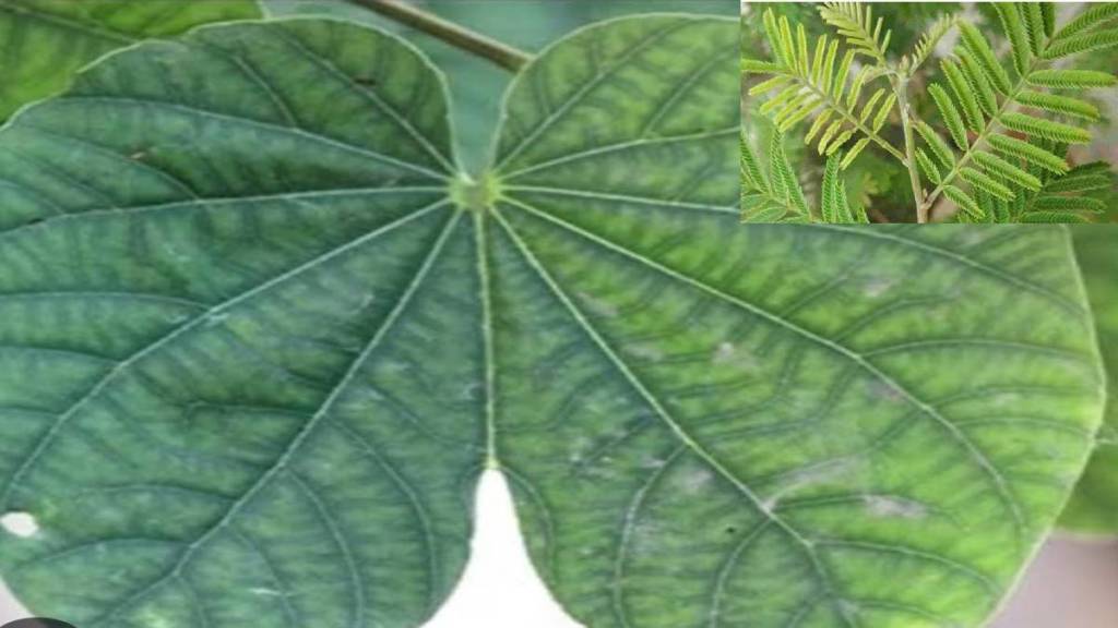 dussehra celebrated with Shami tree worship distribution of apta leaves