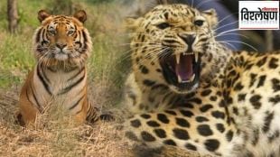 North Korea is eating its wild animals