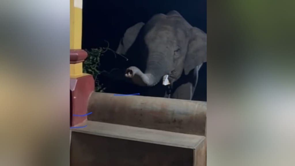 Omkar elephant seen at Chavhata temple in Madura village sawantwadi