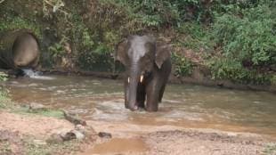 Omkar the elephant has entered the Sarmale and Bhalawal areas