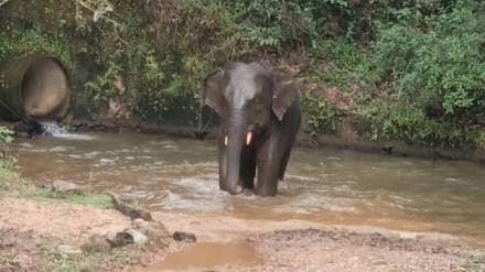 Omkar the elephant has entered the Sarmale and Bhalawal areas Omkar the elephant has entered the Sarmale and Bhalawal areas