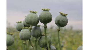 One kg of opium worth Rs 22 lakh seized in Wagholi