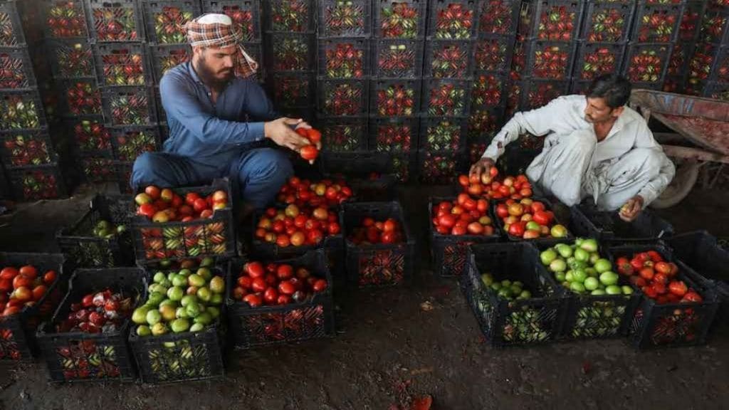 Pakistan market tomato rates