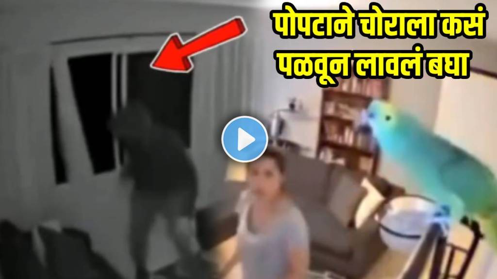 Pet-Parrot-Stops-Thief Pet-Parrot-Stops-Thief
