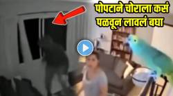 पोपट बनला सिक्युरिटी गार्ड! चोरला लावलं असं पळवून की… VIDEO पाहून तुम्हीही पोट धरून हसाल