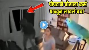 Pet-Parrot-Stops-Thief