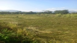 रायगड जिल्ह्यात मुसळधार पावसाची हजेरी…