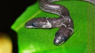 Rare Two Headed Snake Amravati Yawatmal Genetic Mutation Serpent Kovadya Species Wildlife Rescue