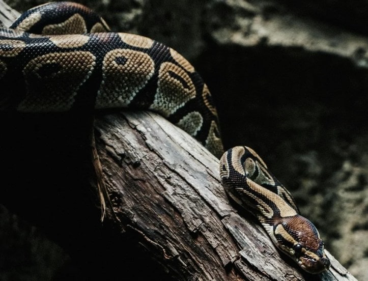 Laziest Yet Deadliest Snakes