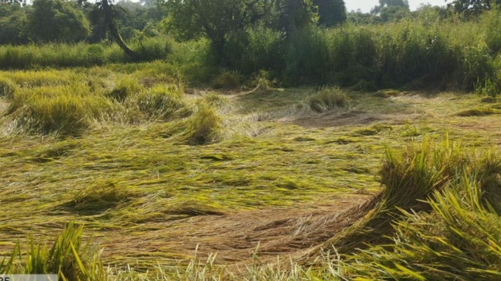 Palghar Farmers Face Rice Crop Loss Late Monsoon delayed paddy harvesting vada vikramgad