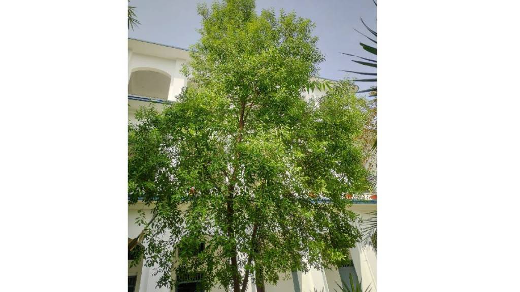 Sandalwood stolen from bungalow in Sahakarnagar area