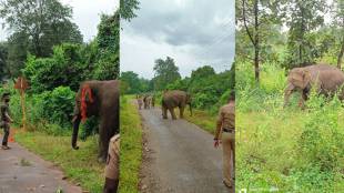 Sawantwadi Omkar elephants football capture campaign slows down