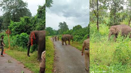 Sawantwadi Omkar elephants football capture campaign slows down