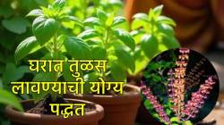 तुळस लावण्याची ‘ही’ पद्धत तुम्हाला माहीत आहे का? यापुढे तुळस लावताना ‘या’ चुका अजिबात करू नका…