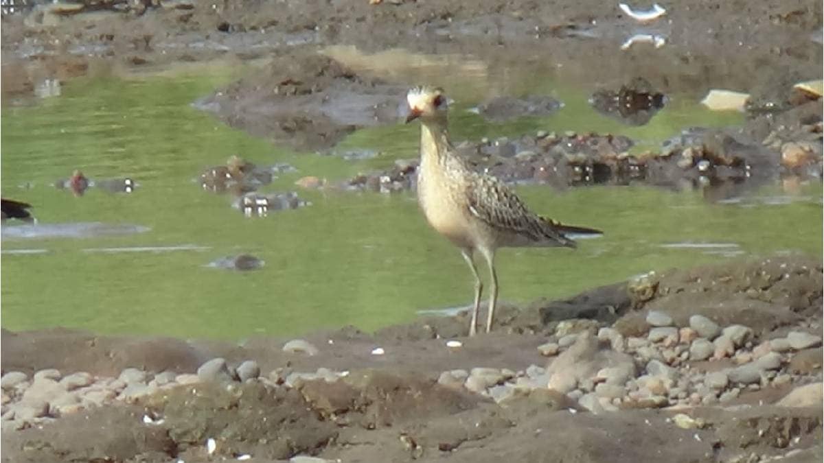 Seeing golden mud in Krishn river side Audumbar area of ​​Sangli