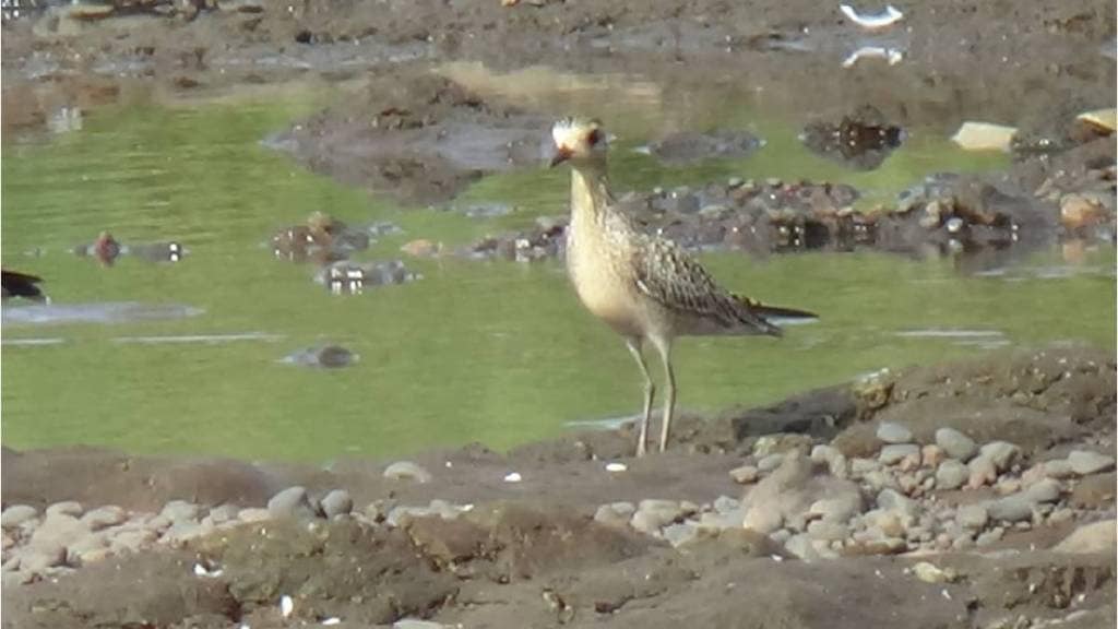 Seeing golden mud in Krishn river side Audumbar area of Sangli Seeing golden mud in Krishn river side Audumbar area of Sangli