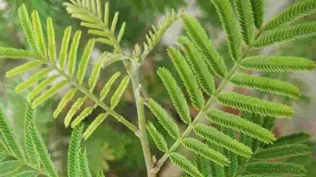 rare sight of shami tree in Maharashtra due to its massive felling