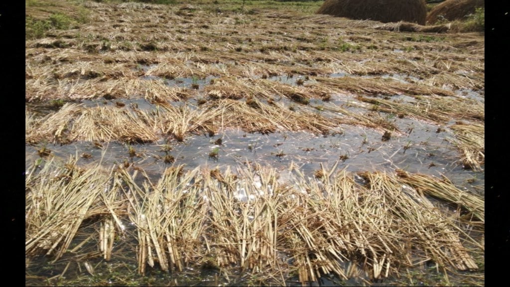 Sindhudurg Heavy Rain Crop Damage Farmer Distressed Elephant Umbratha Rule Demand Compensation Sindhudurg Heavy Rain Crop Damage Farmer Distressed Elephant Umbratha Rule Demand Compensation