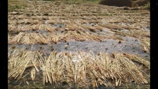 Sindhudurg Heavy Rain Crop Damage Farmer Distressed Elephant Umbratha Rule Demand Compensation