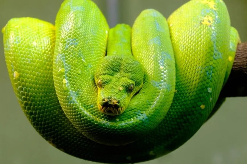 Laziest Yet Deadliest Snakes