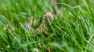 Snakes-Cant-Stand-These-Scents