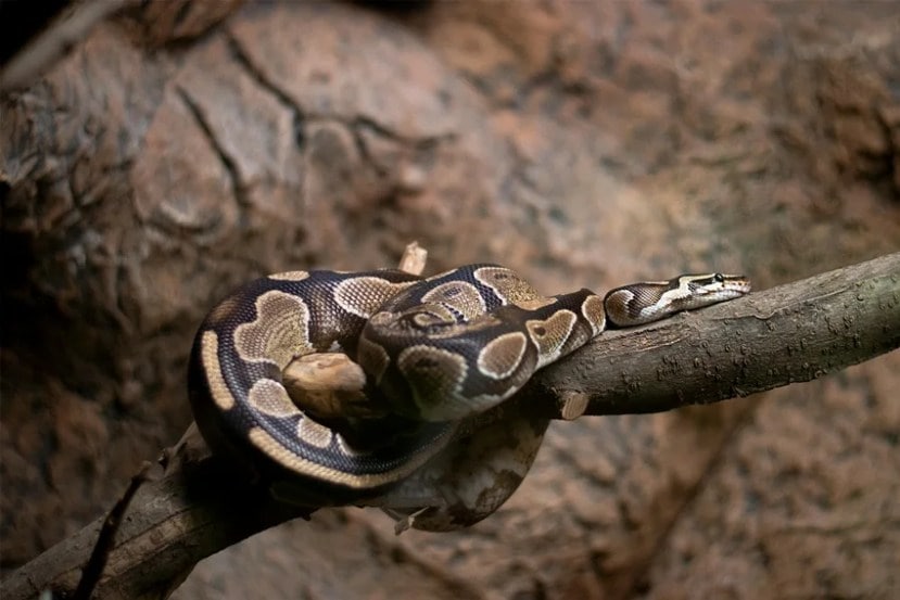 Laziest Yet Deadliest Snakes
