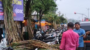 Sugarcane Demand Triples Chhath Puja Vasai Markets