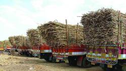 शिरोळमध्ये शेतकरी संघटना, कारखाना समर्थक, पोलीस यांच्यात झटापट; कर्नाटकातील ऊसतोडीकडे लक्ष…