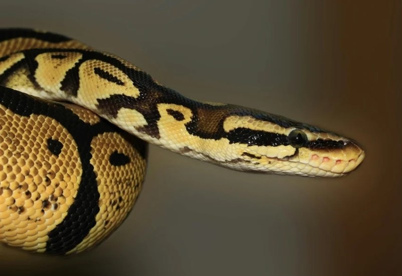 Laziest Yet Deadliest Snakes