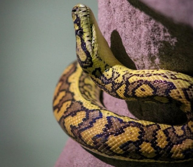 Laziest Yet Deadliest Snakes
