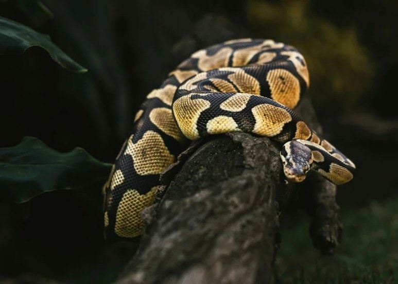 Laziest Yet Deadliest Snakes