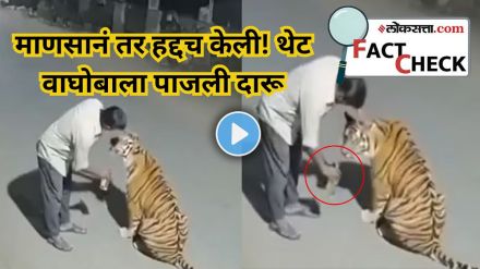 वाघाला दारू पाजल्याचा दावा – खरं काय ते जाणून घ्या!
(फोटो सोजन्य - एक्सal Video! | X @dekhane_mukul) 
वाघाला दारू पाजल्याचा दावा – खरं काय ते जाणून घ्या!
(फोटो सोजन्य - एक्सal Video! | X @dekhane_mukul)