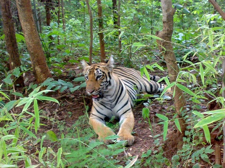 Tiger Maharashtra