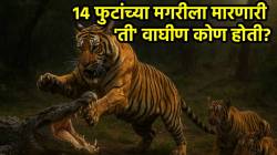 Tigress Wildlife Video: १४ फुटांच्या मगरीला हरवणारी ‘ती’ वाघीण कोण होती? जाणून घ्या ‘मछली’ची अद्भुत गोष्ट!