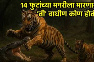 Ranthambore Tigress Machli