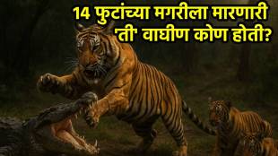 Ranthambore Tigress Machli