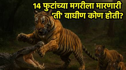 Ranthambore Tigress Machli Ranthambore Tigress Machli